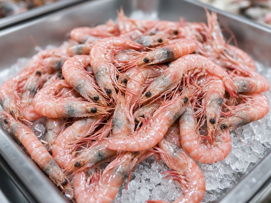 Fresh raw pink shrimp piled on crushed ice